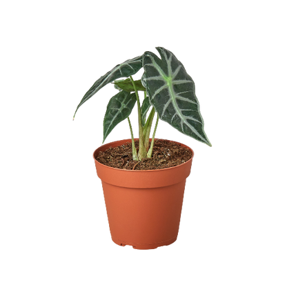 Alocasia Amazonica 'Bambino'