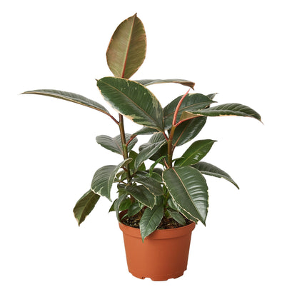 Ficus Elastica 'Tineke'