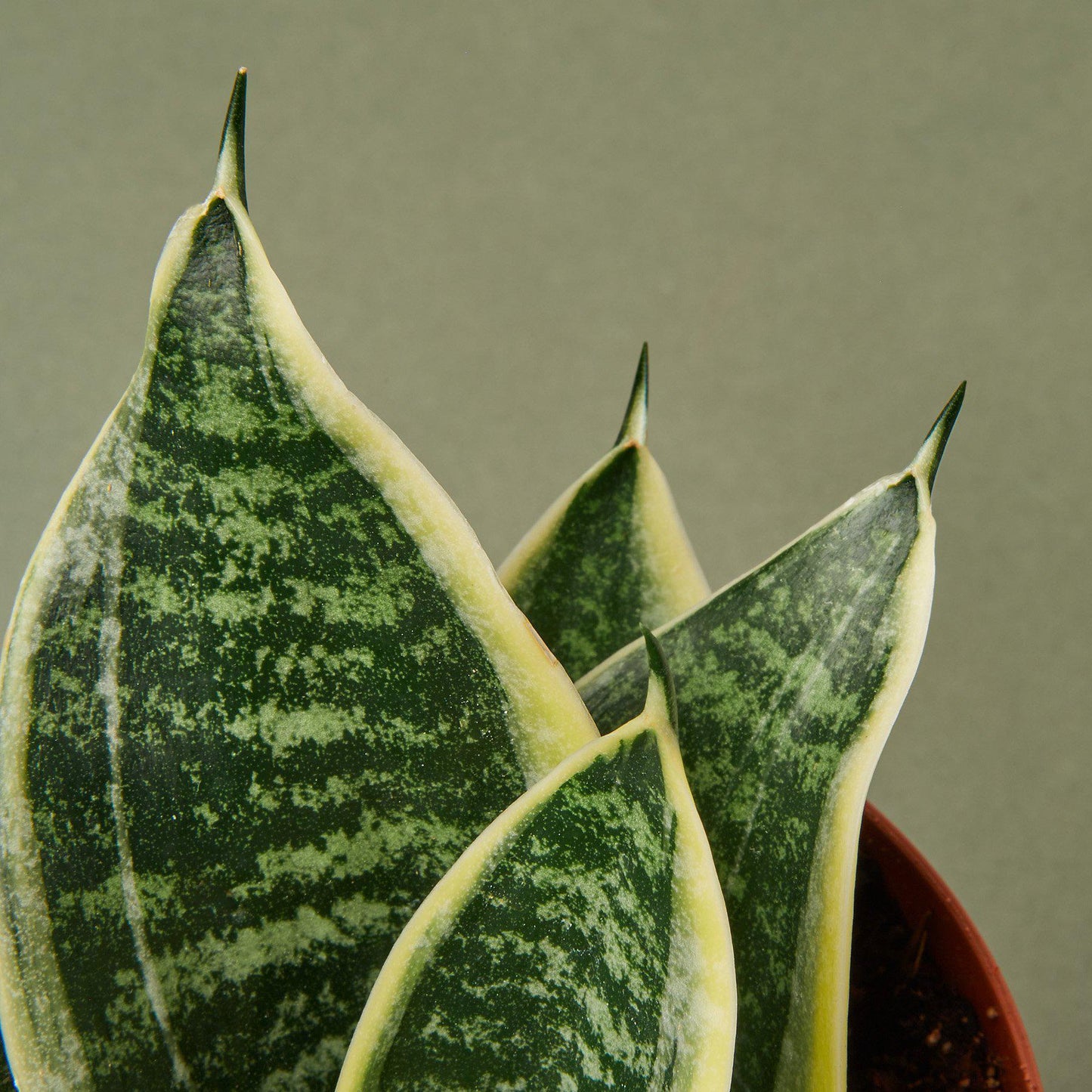 Snake Plant Laurentii Dwarf