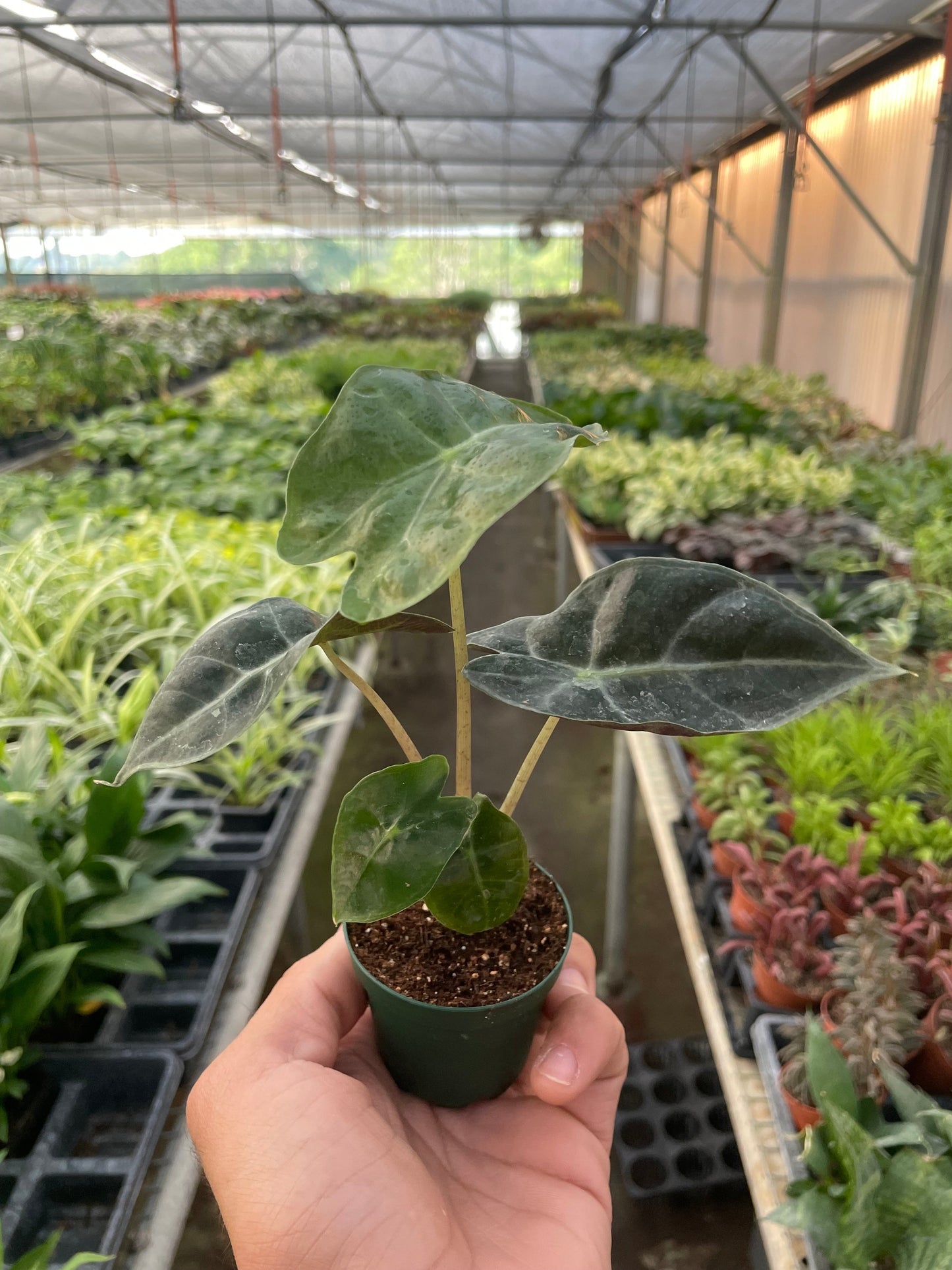 Alocasia Polly 'African Mask'