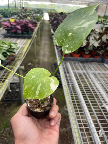 Monstera 'Thai Constellation'