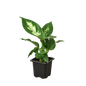 Dieffenbachia Camille