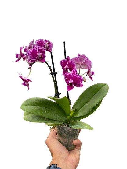 Orchid 'Purple Spotted Phalaenopsis'