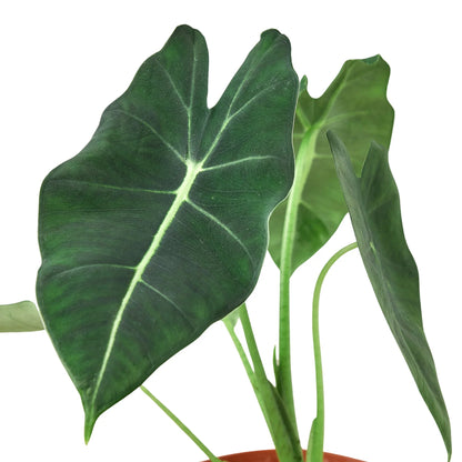 Alocasia Micholitziana 'Frydek'