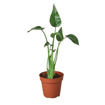 Alocasia 'Tiny Dancer' - 4" Pot