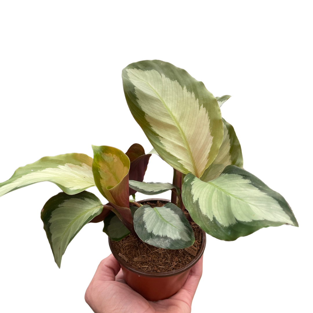 Calathea 'Picturata'