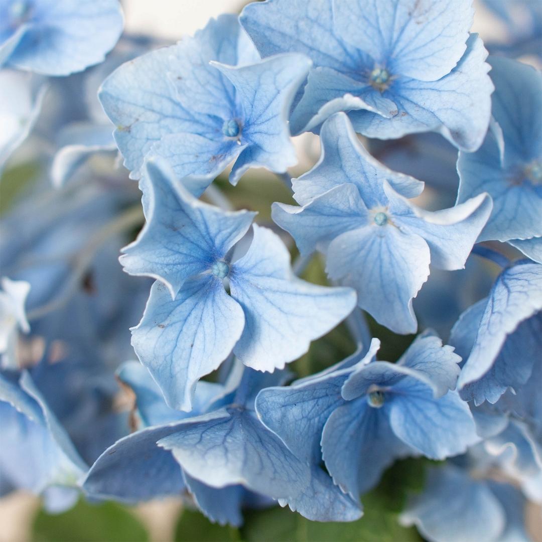 Blue Hydrangea