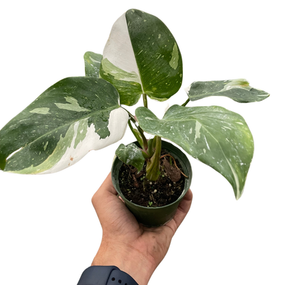 Philodendron 'White Princess'