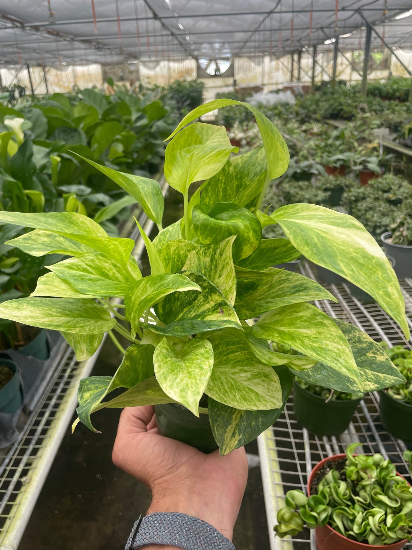 Pothos 'Neon Queen'