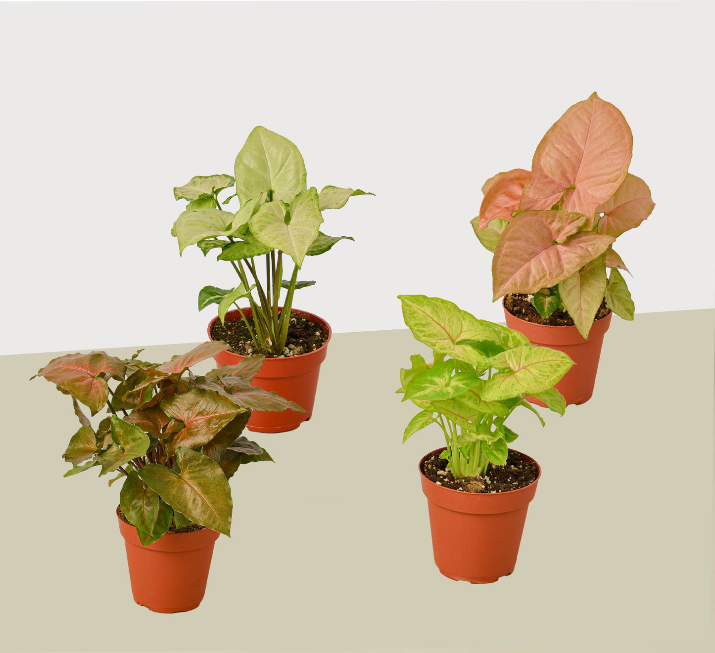 4 Different Syngonium Plants - Arrowhead Plants / 4" Pot / Live Plant