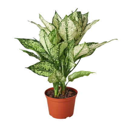 Chinese Evergreen 'First Diamond'