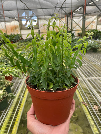 Curly Lipstick Plant