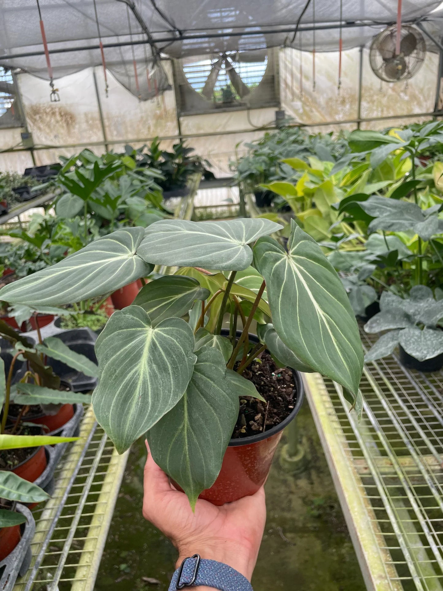 Philodendron Gloriosum