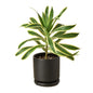 Dracaena 'Song of India'