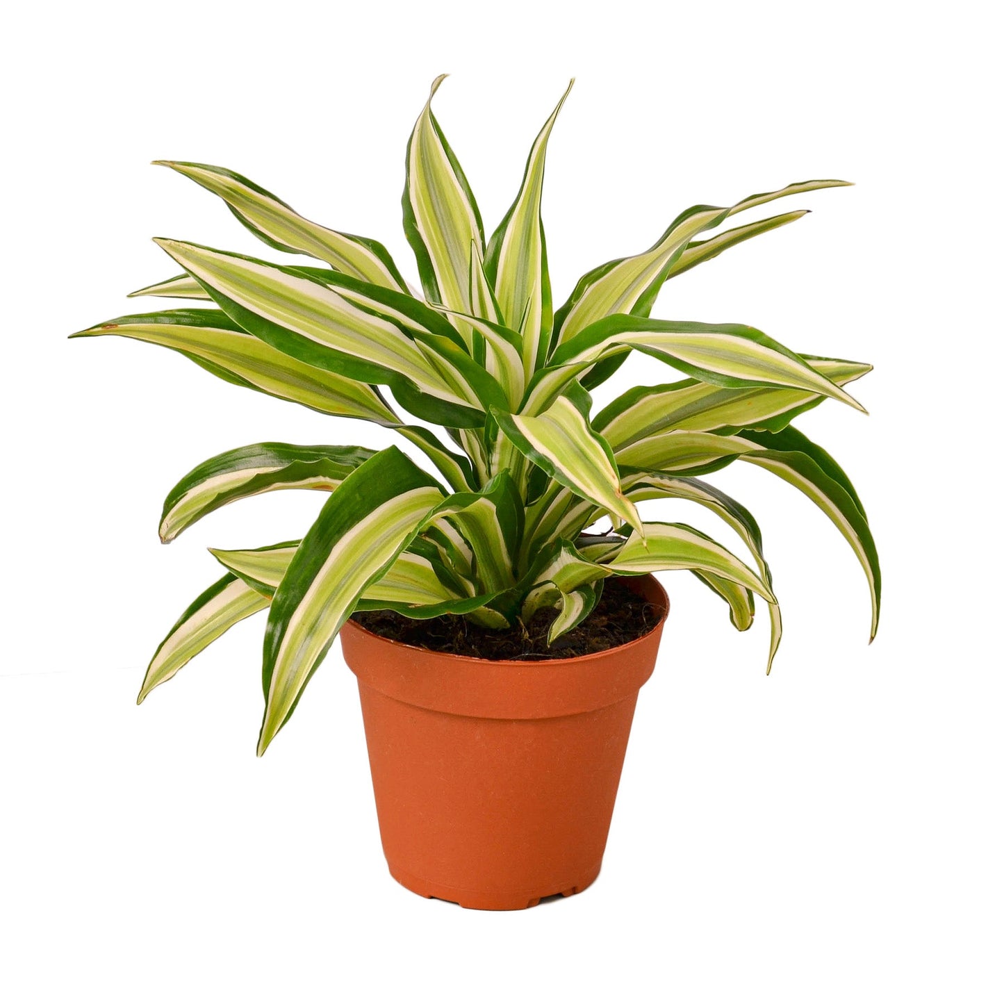 Dracaena 'Malaika'