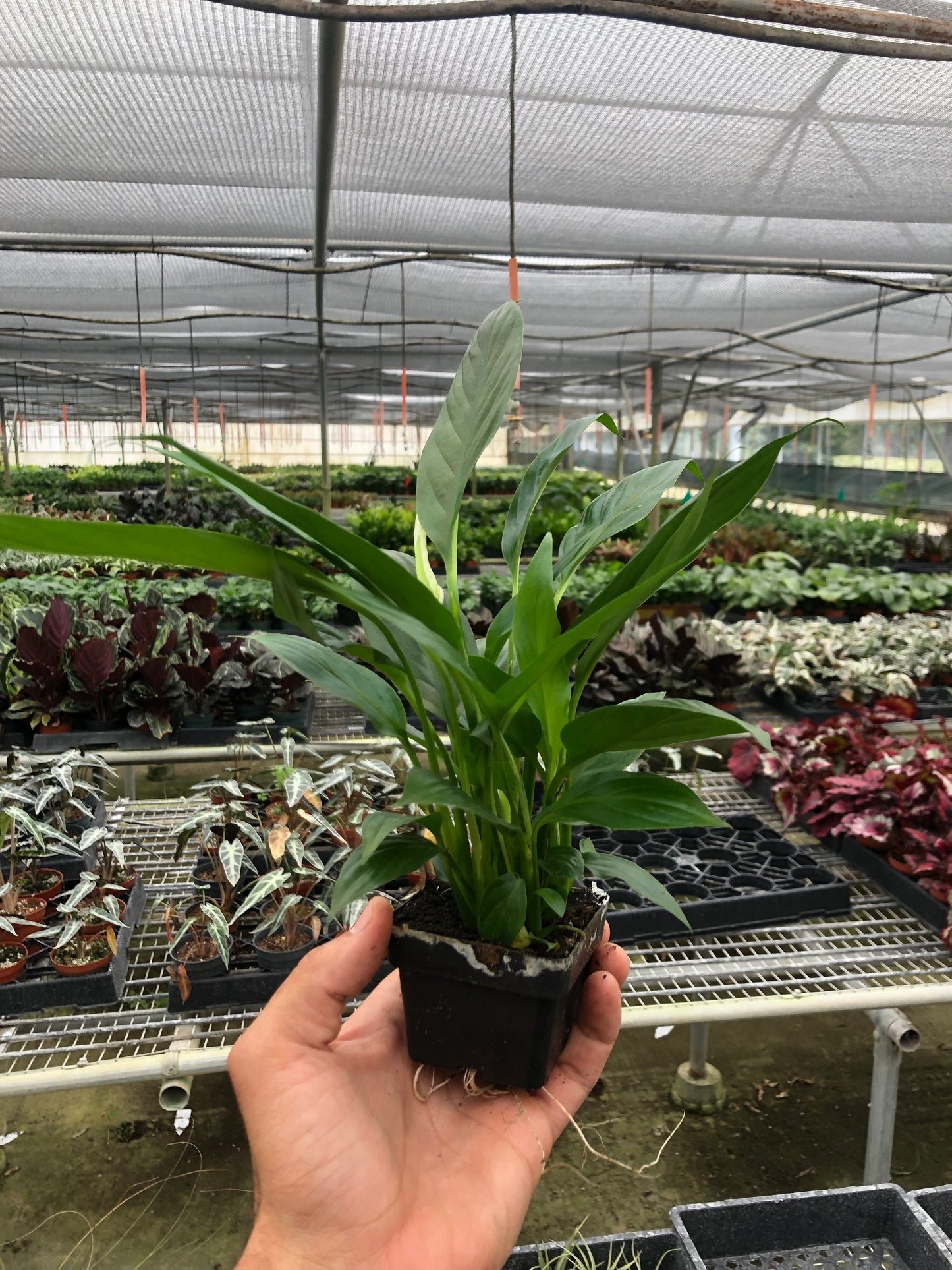 Spathiphyllum 'Peace Lily'